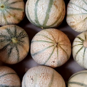 Melon (Bio) 1Kg