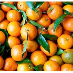 Clémentine de Corse 1 Kg