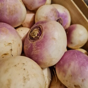 Navet violet primeur bio