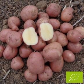 Pomme de terre Dalida bio 1 kg