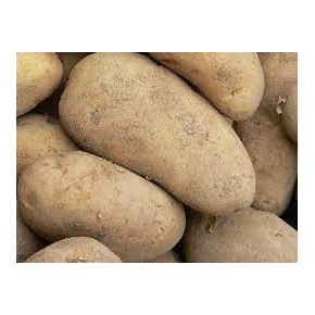 Pomme de terre Agria bio 1 kg