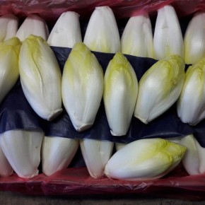 Endives bio