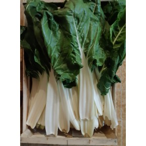 Blettes côtes bio