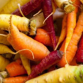 Carottes couleurs bio