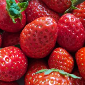 Fraise bio 500 g