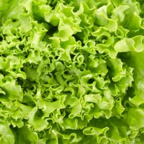 Salade bio