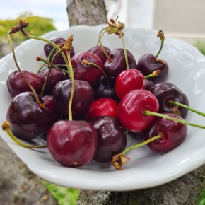 Cerises bio