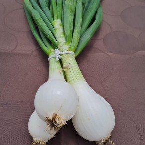 Oignons botte bio