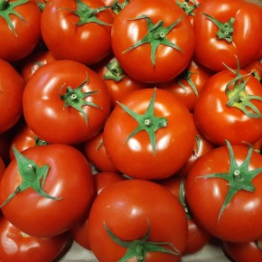 Tomates rondes bio