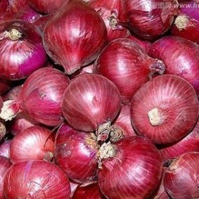 Oignons rouges bio