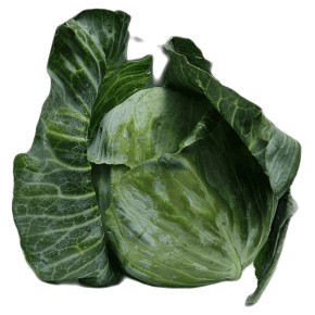 Chou lisse bio
