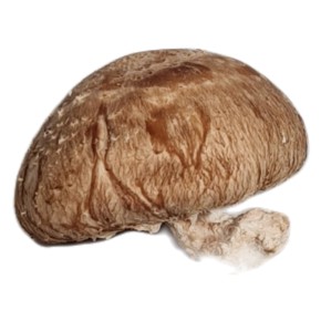 shiitake bio