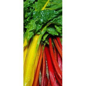 Côtes de bettes couleurs bio