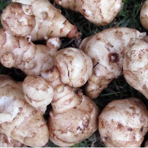 Topinambour bio