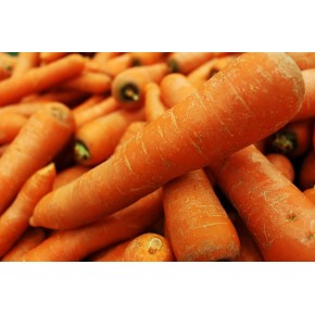 Carottes bio
