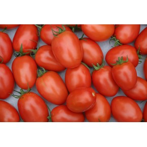 Tomates roma bio