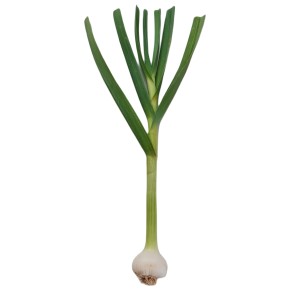 Ail frais bio