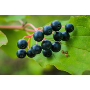 Cassis bio