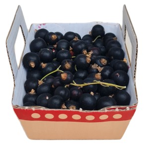Cassis bio