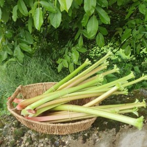 Rhubarbe fraîche bio (botte)