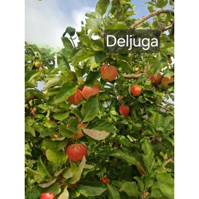 Pomme Deljuga bio