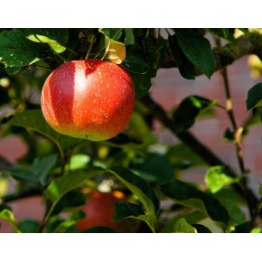 Pomme Pinova bio