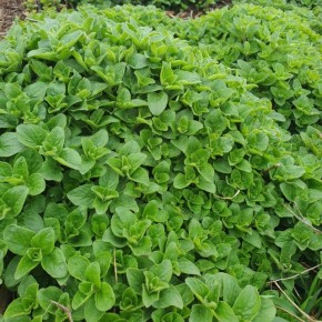 Origan bio (bouquet)