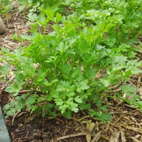 Persil plat bio (bouquet)