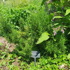 Romarin bio (bouquet)