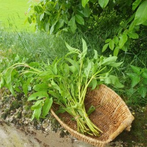 Sauge Officinale bio (bouquet)