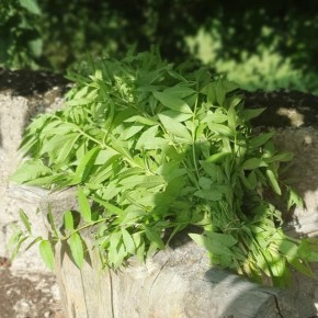 Verveine Citronnelle bio...