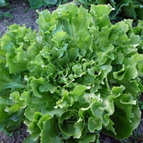 Chicorée frisée Scarole bio