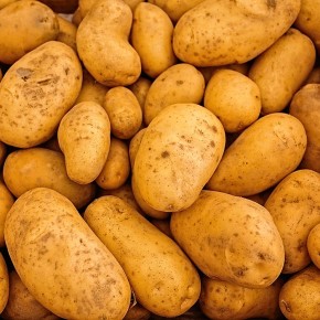 Pomme de terre Délicatesse...