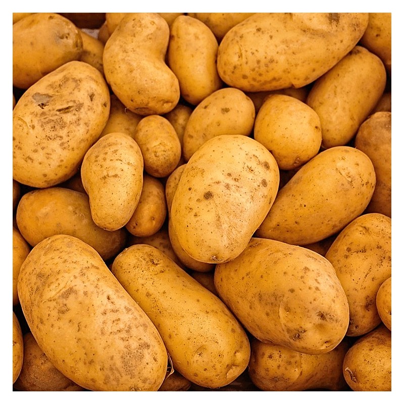 Pomme de terre Délicatesse (Bio) 500 grs