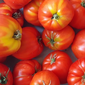 Tomate Cœur de bœuf (Bio)...
