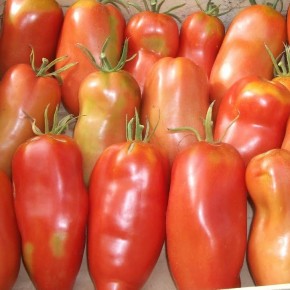 Tomate Cornue des andes...