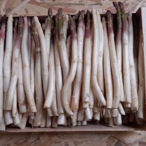 Asperges 500gr