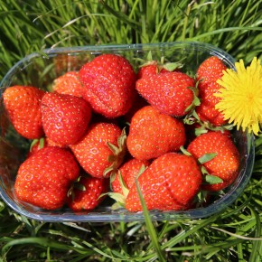 Fraise bio 250 g