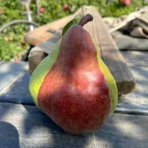 GAEC Les P'tits Pépins Bio
